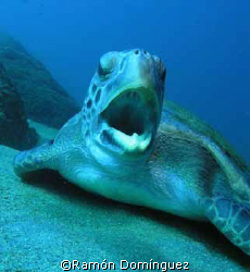 A green sea turtle, yawning. Sea of Cotéz. by Ramón Domínguez 